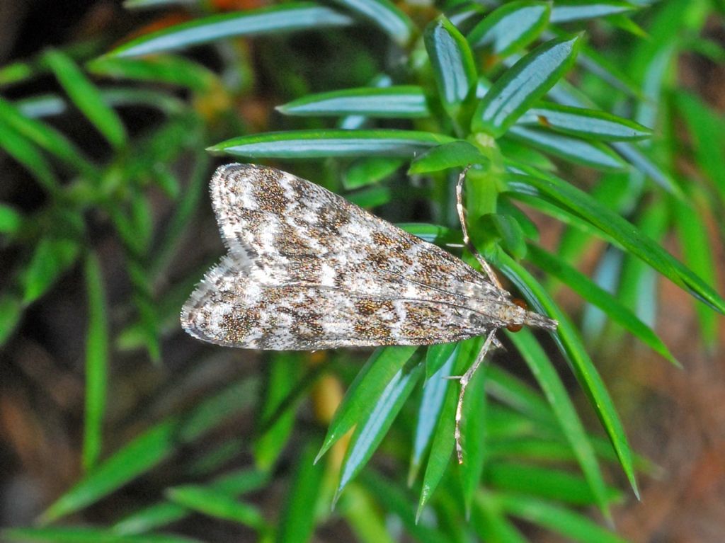 Crambidae: cfr. Eudonia sp.